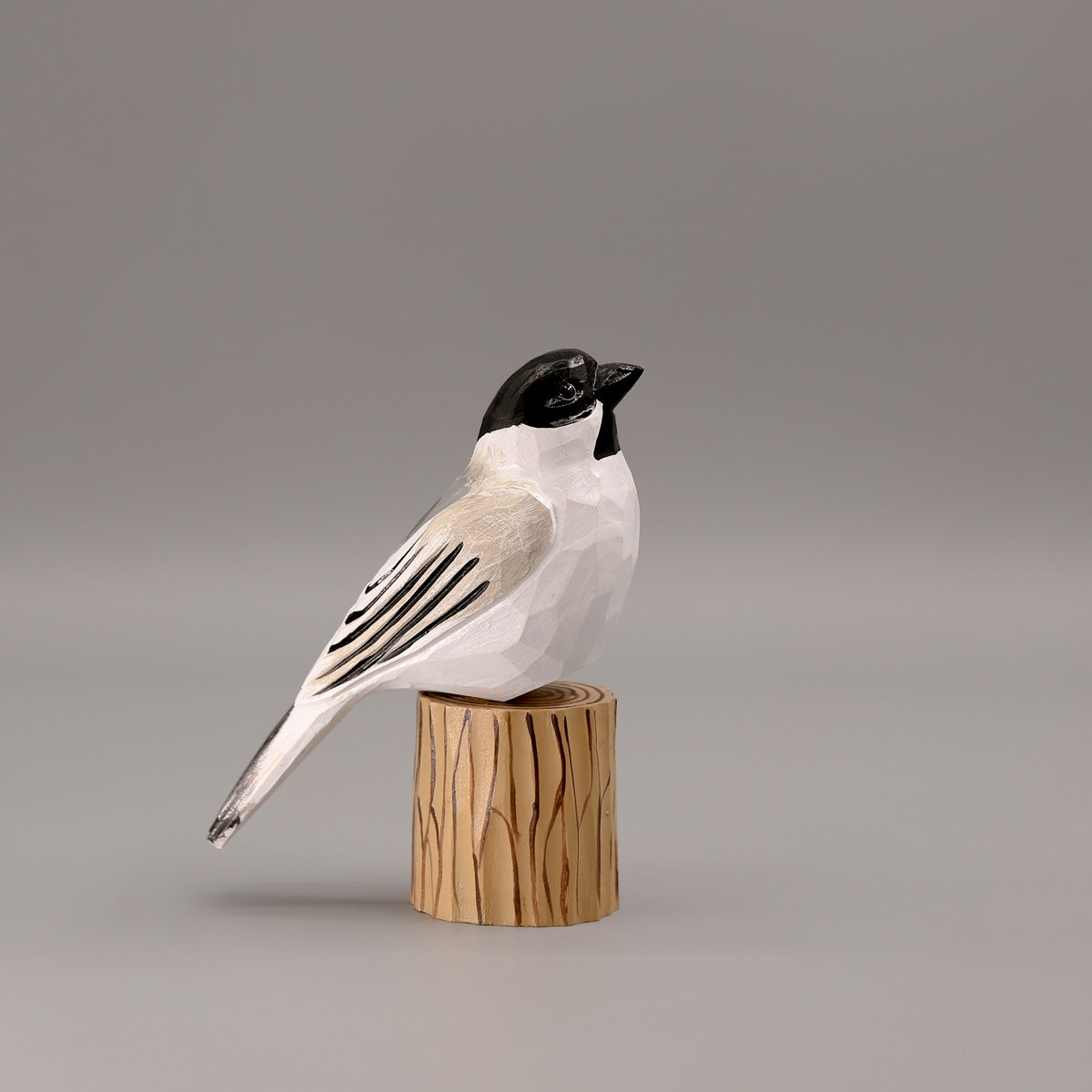 Black-Capped Chickadee