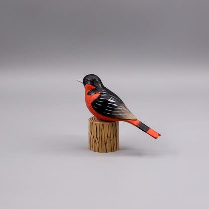 Baltimore Oriole