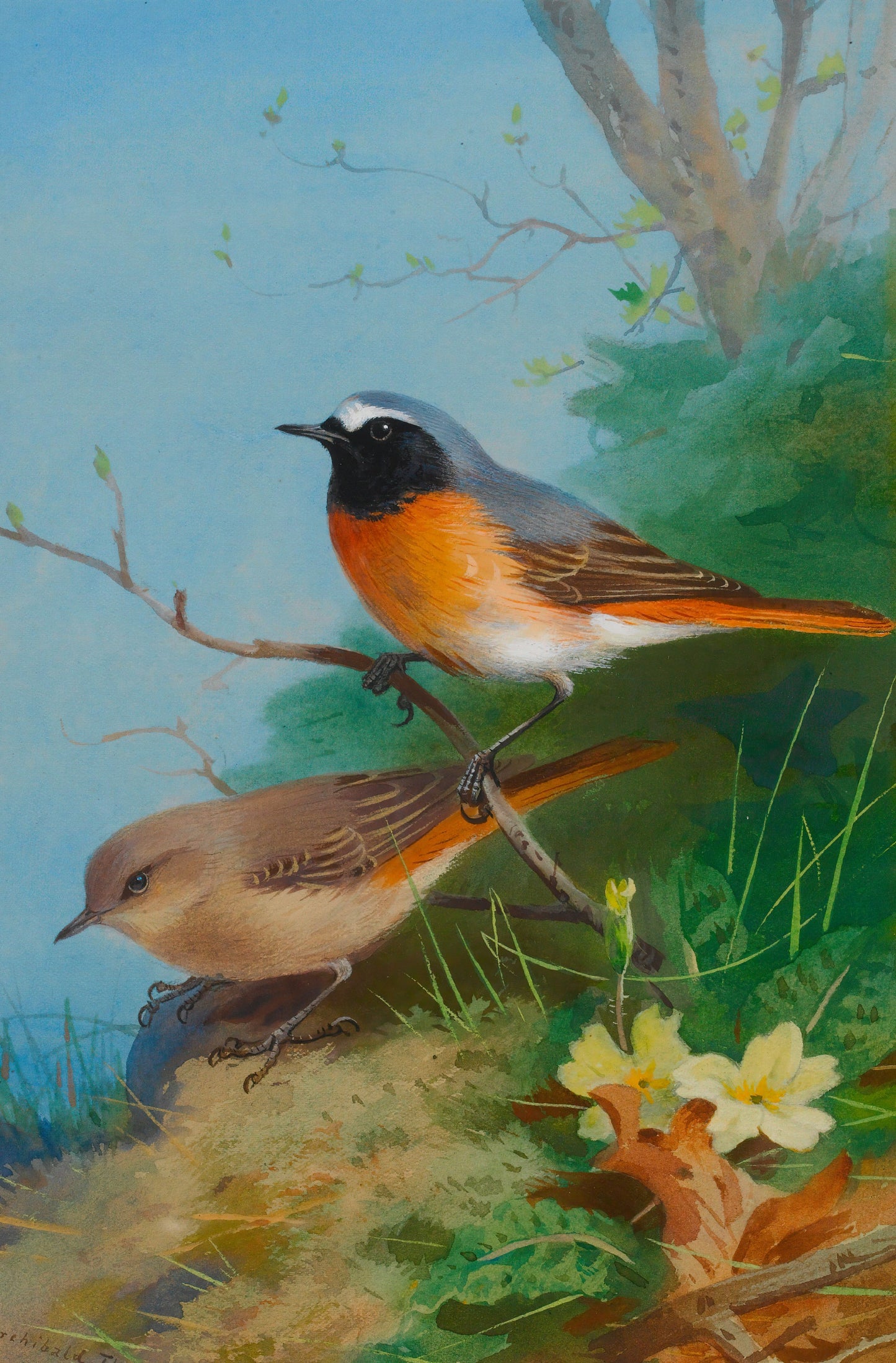 Pair of Redstarts