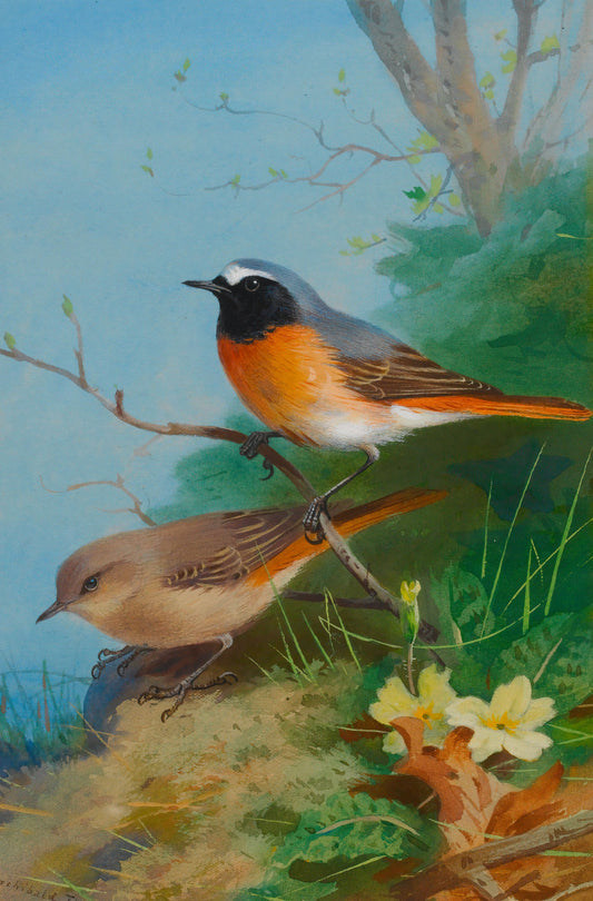 Pair of Redstarts