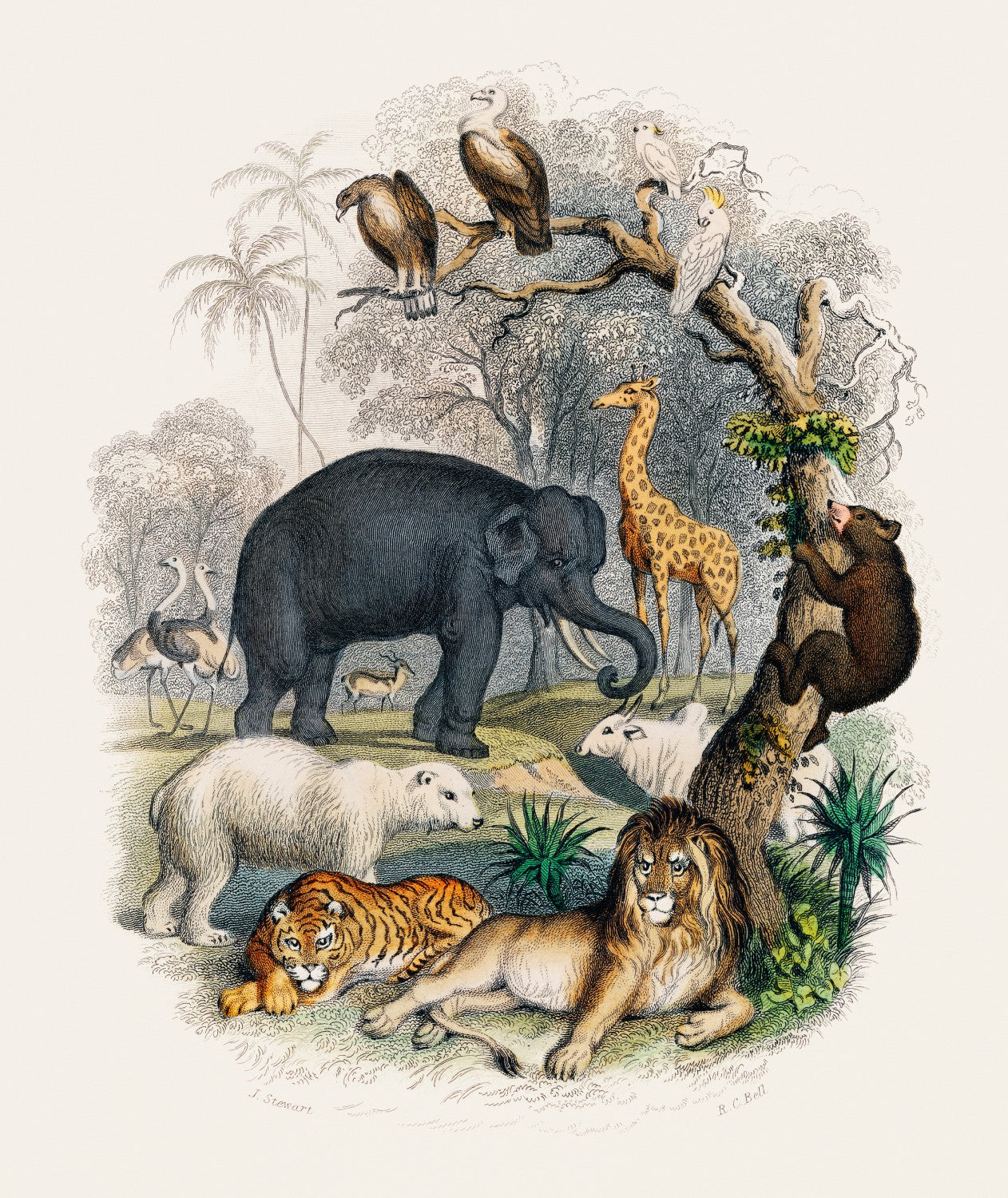 A History of the Earth and Animated Nature