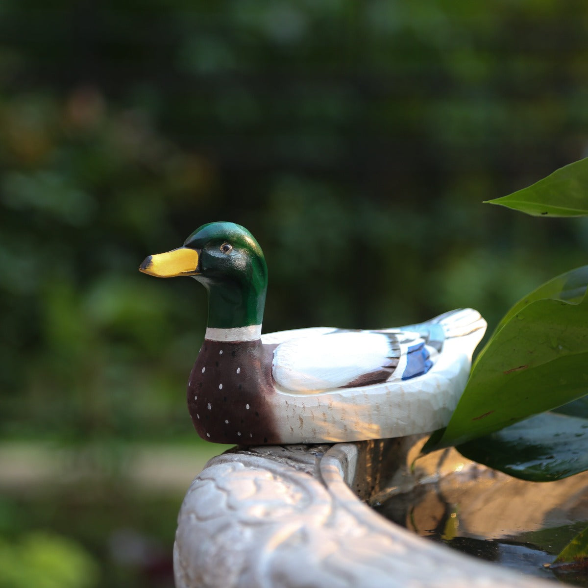 Mallard Duck