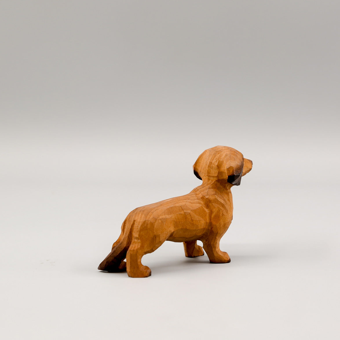 Brown Dachshund