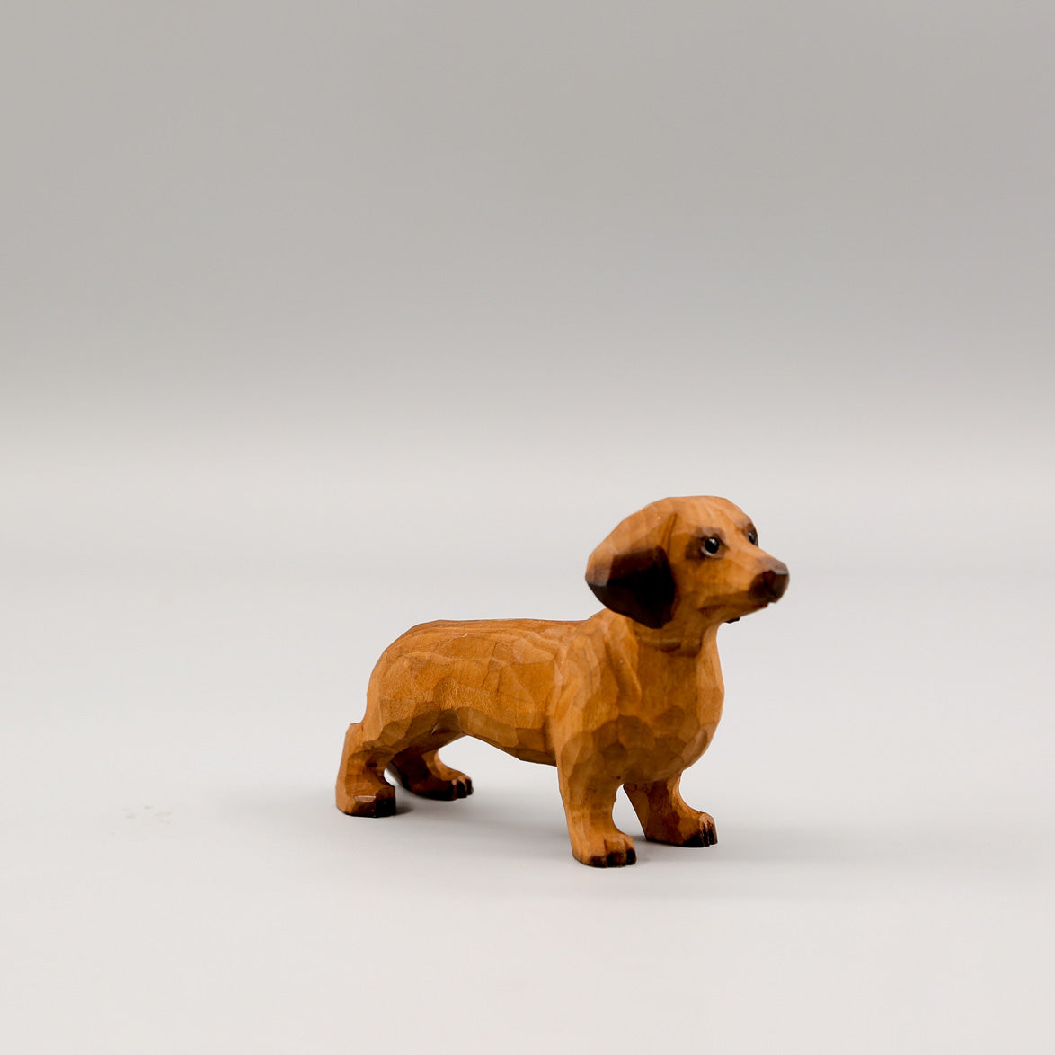 Brown Dachshund