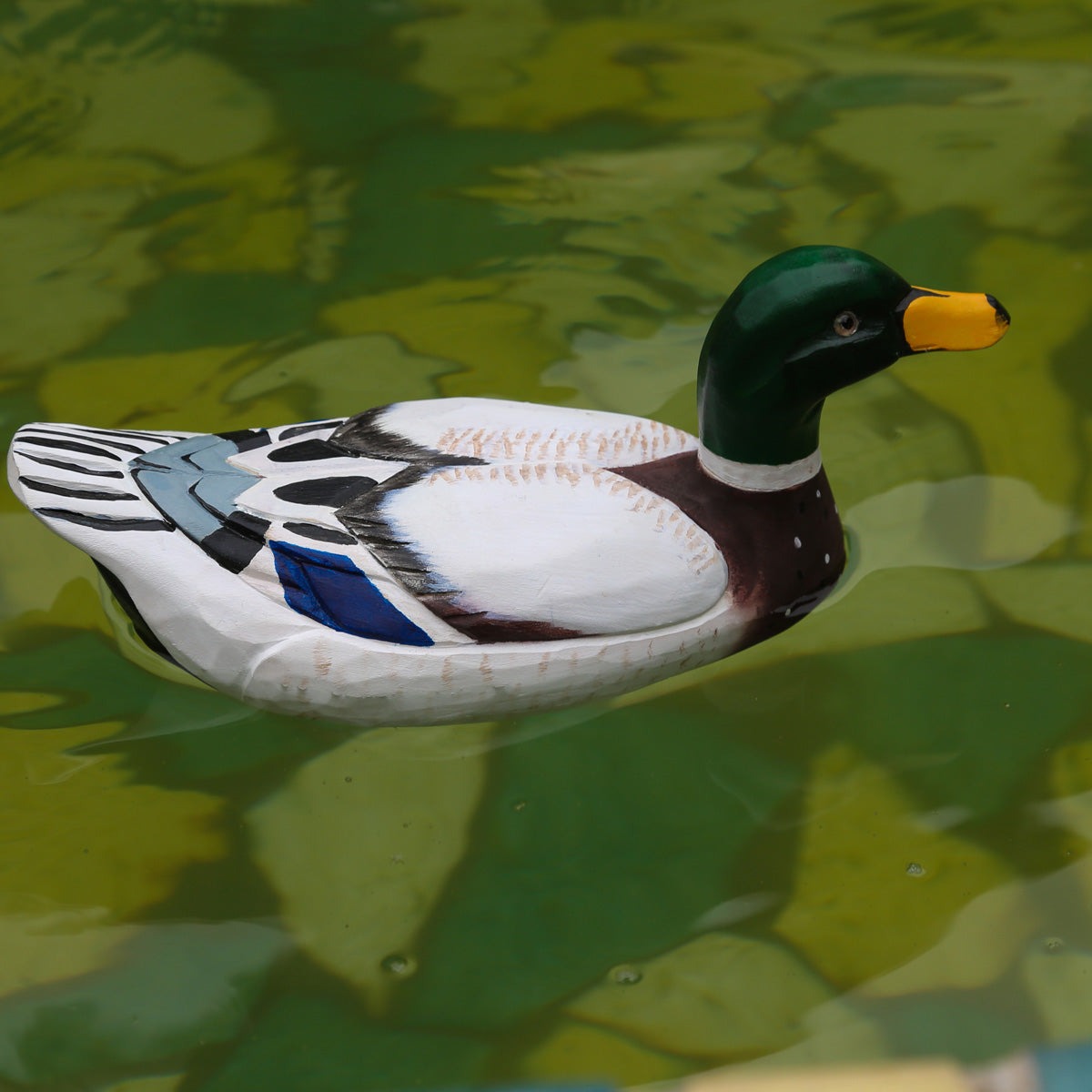 Mallard Duck